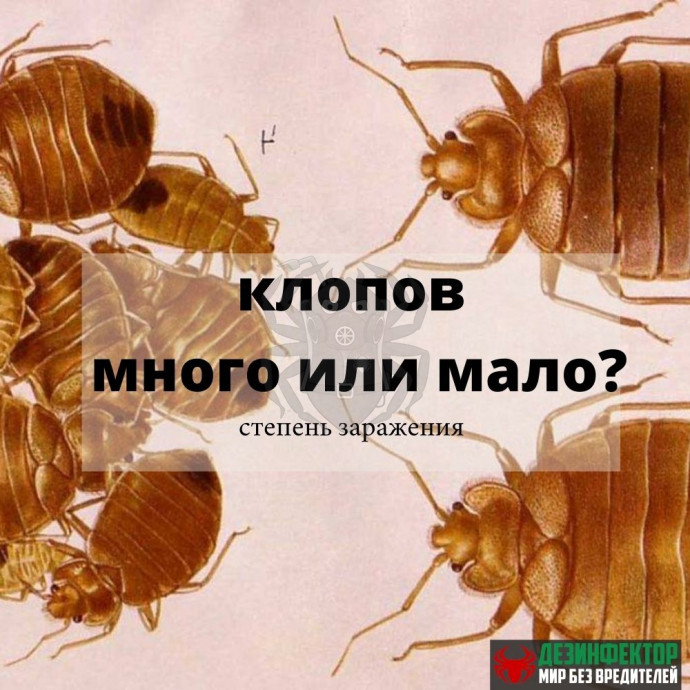 Клопов много или мало? Степени заражения.