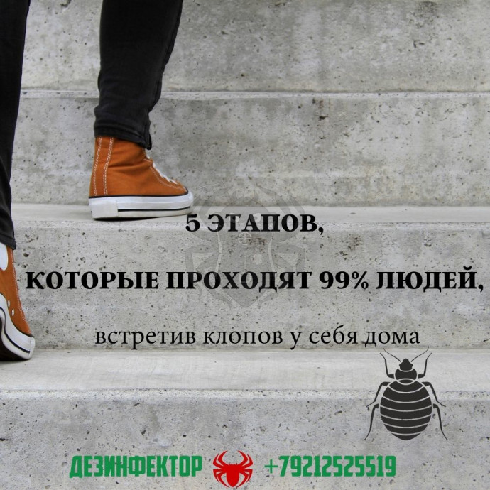 5 Этапов, которых проходят 99% людей, встретив клопов у себя дома