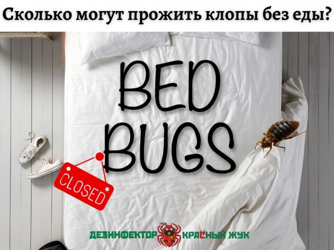 Сколько могут прожить клопы без еды?