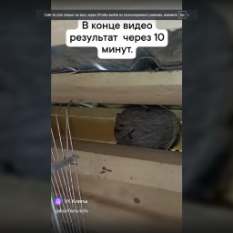 Уничтожение ос на дачном участке