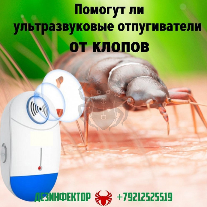 Помогут ли ультразвуковые отпугиватели от клопов?