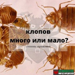 Клопов много или мало? Степени заражения.