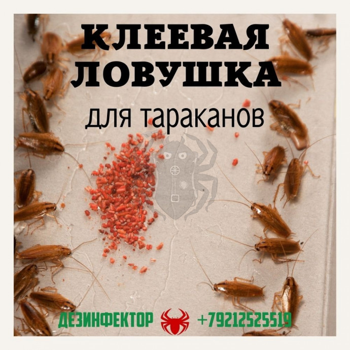 Клеевая ловушка для тараканов.