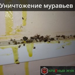Обработка от муравьев в общественном здании. Фотоотчет.