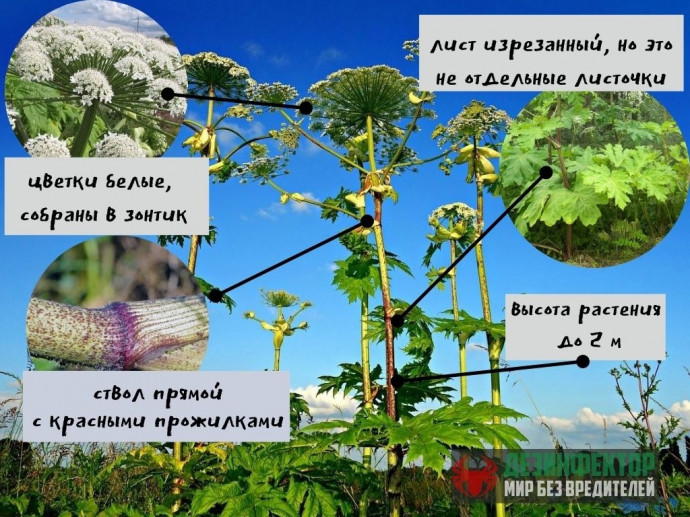 ВОПРОС:Как распознать борщевик Сосновского?