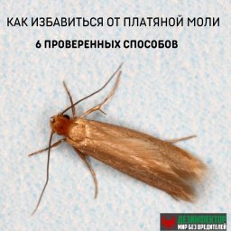 Как избавиться от платяной моли.6 Проверенных способов Как избавиться от платяной моли.6 Проверенных способов