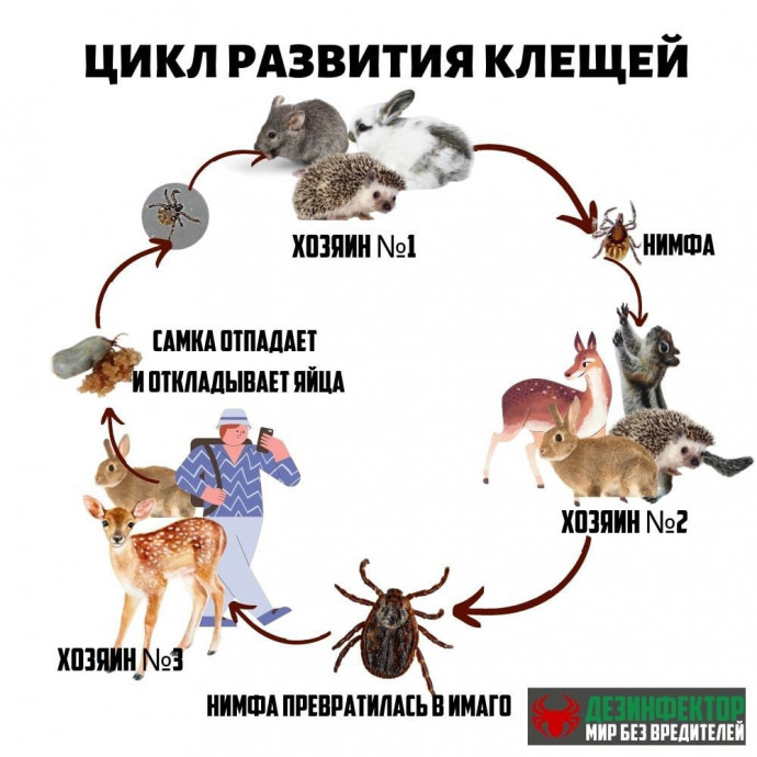Цикл развития клещей