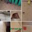 Фото-отзыв после обработки тараканов 0