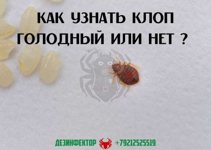 Как узнать клоп голодный или нет ?