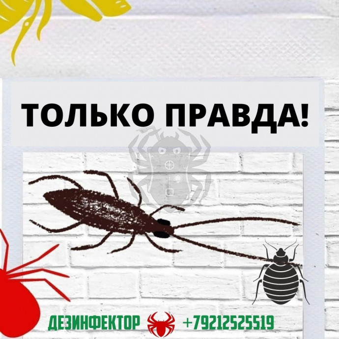 Говори дезинфектору только правду!