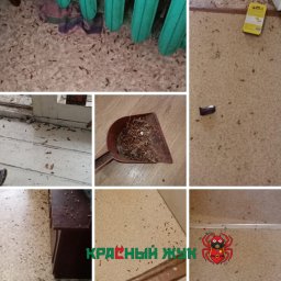 Фото-отзыв после обработки тараканов
