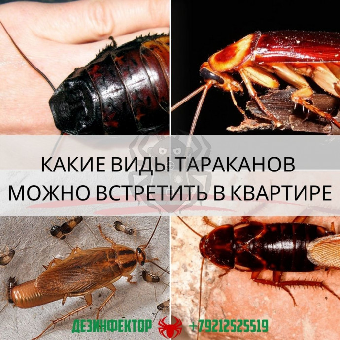 Какие виды тараканов можно встретить у себя в квартире