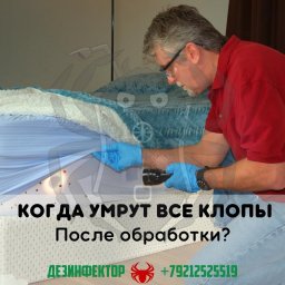 Через какое время после обработки умрут все клопы?