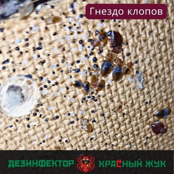 Как найти гнездо клопов в квартире