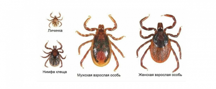 Иксодовый клещ
