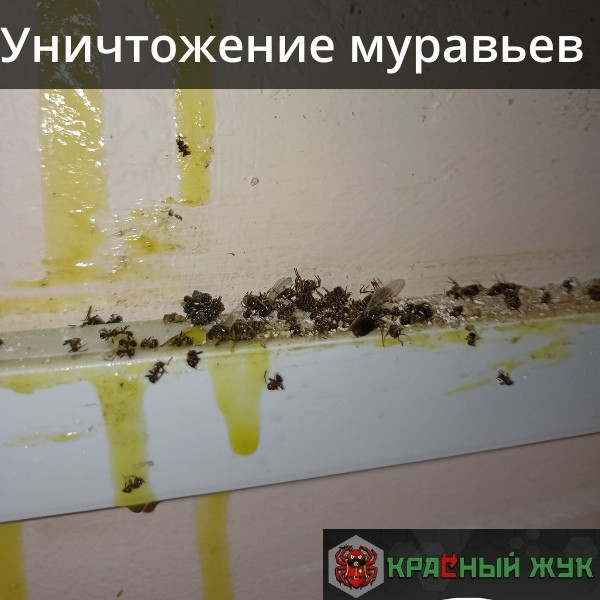 Обработка от муравьев в общественном здании. Фотоотчет.