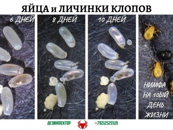Как выглядят личинки клопов и их яйца?