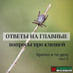 Ответы на главные вопросы о клещах